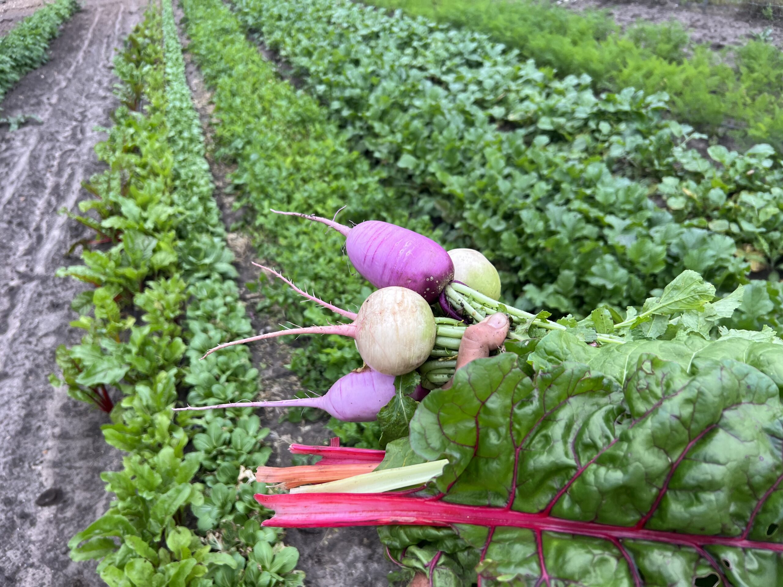 Radish
