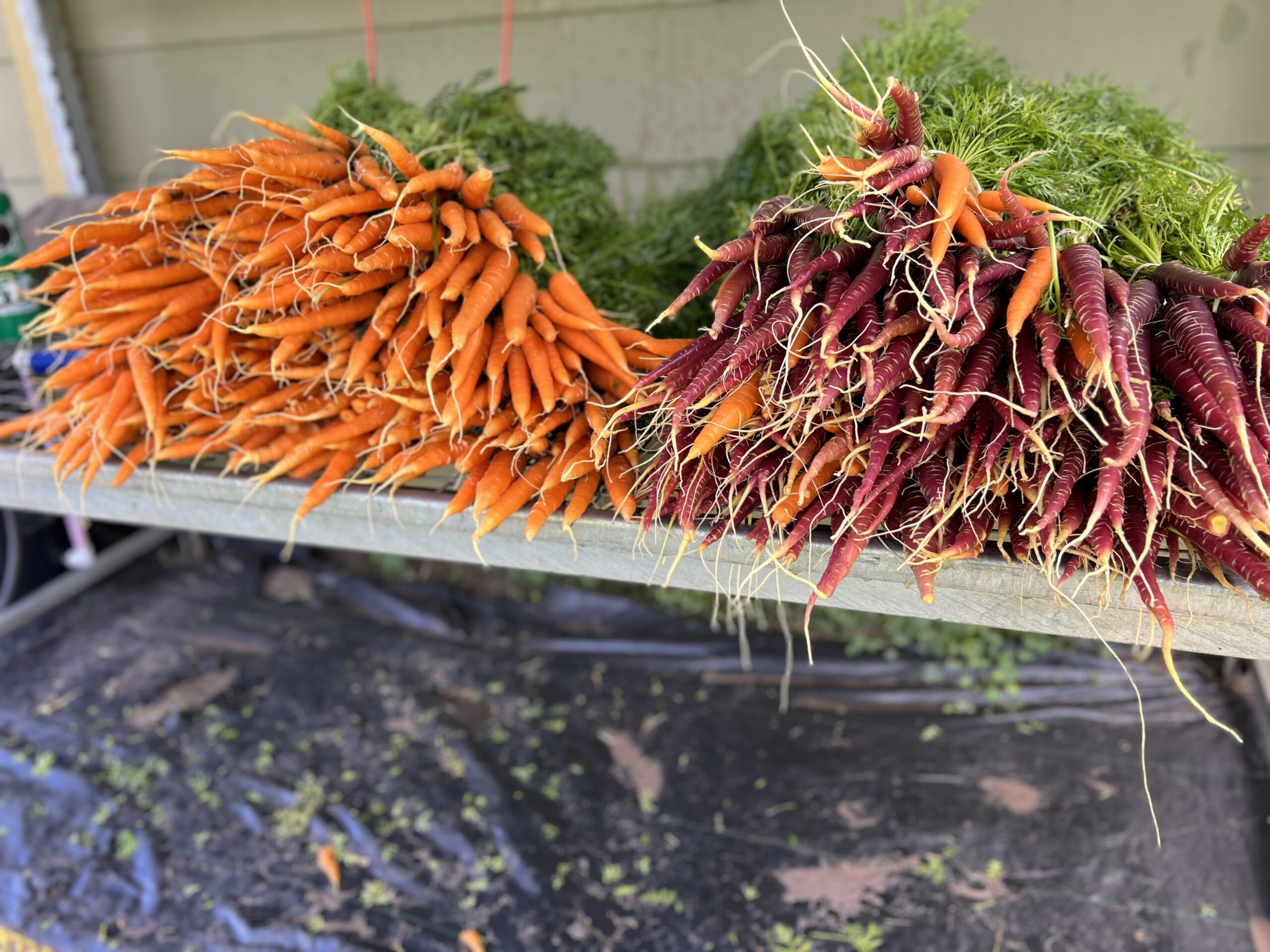 Carrots