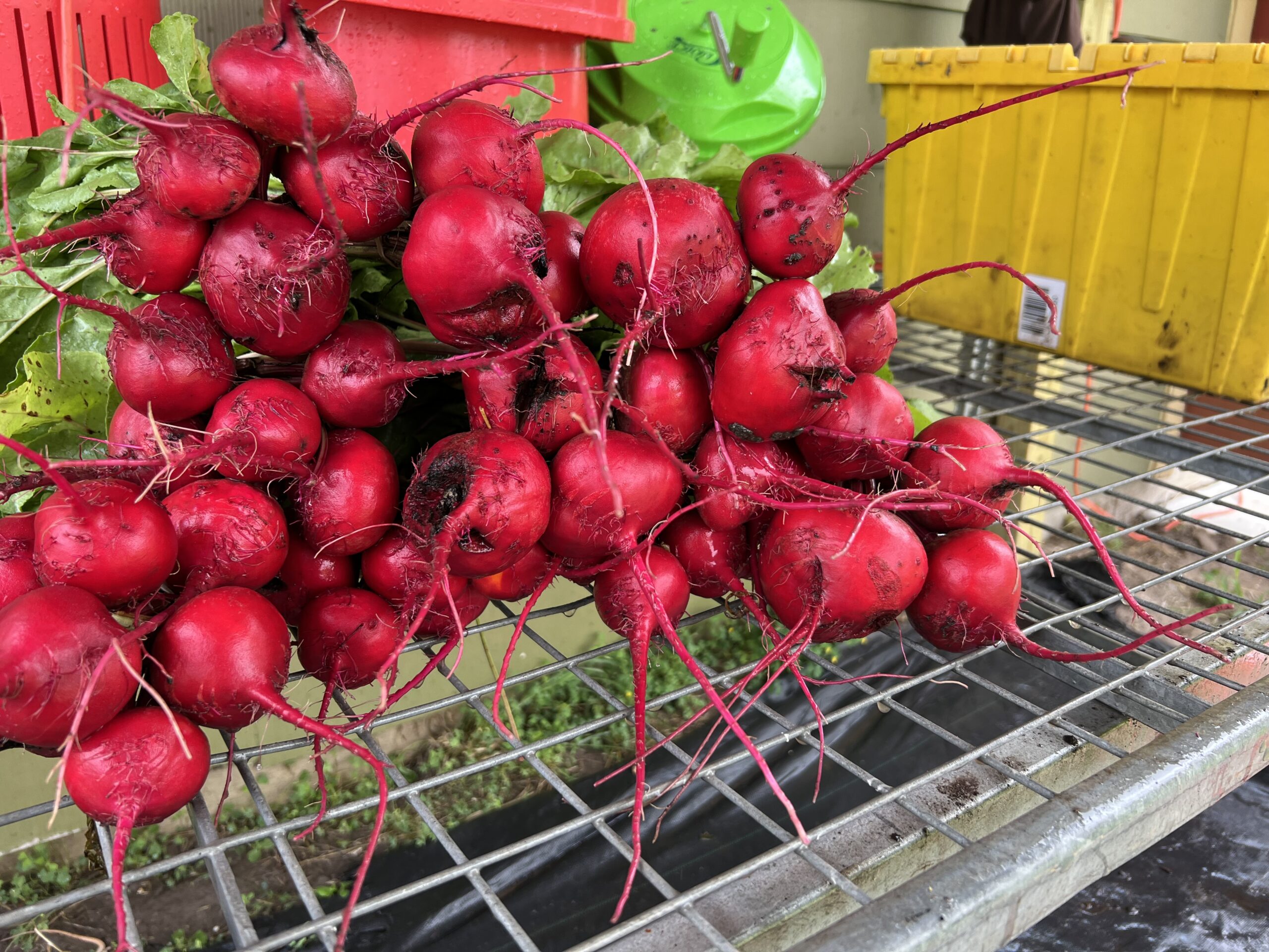Beets